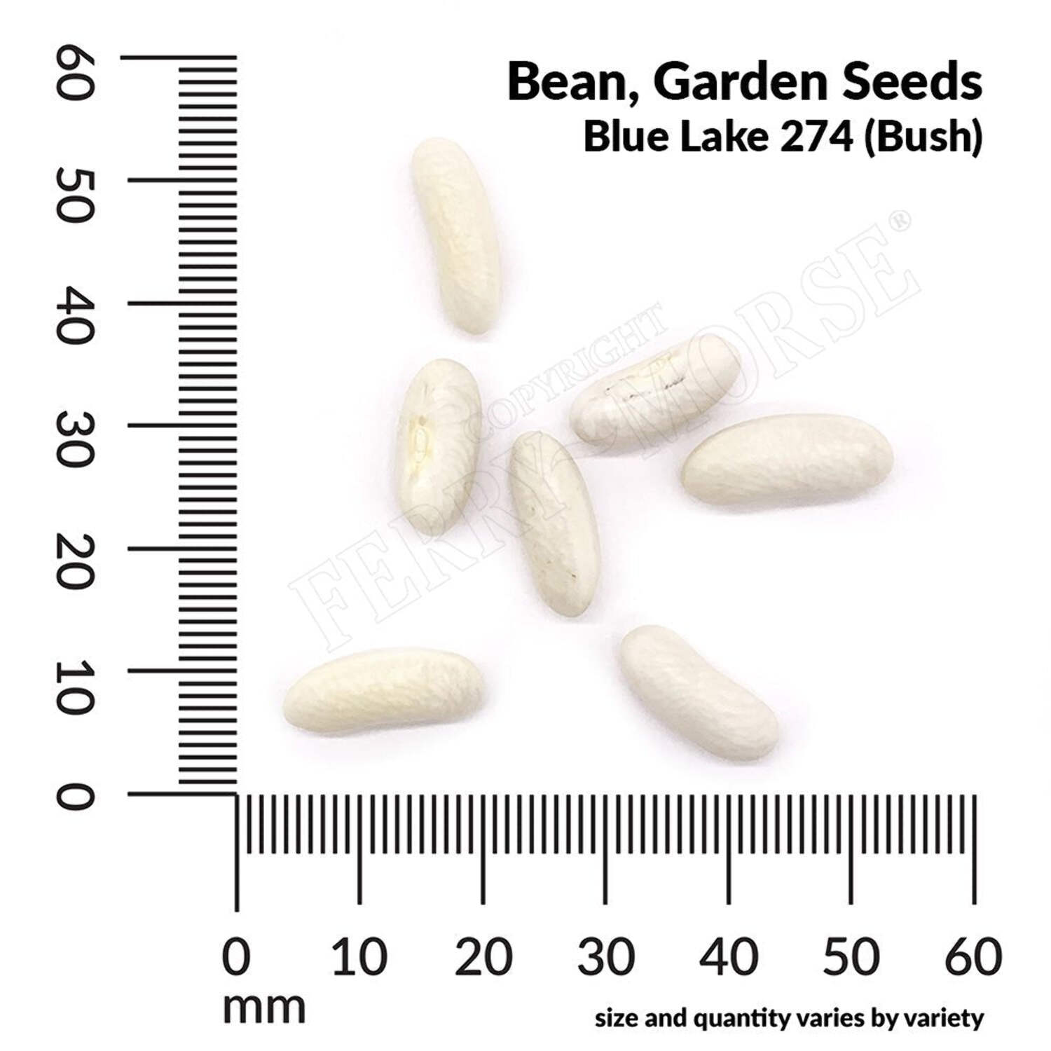 Ferry-Morse Online Edition Bean Blue Lake Bush 274 Organic Seeds - 8 Pack