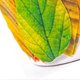 thumbnail image 3 of Fall Leaf Tape Stickers Colorful Leaves Decorative Adhesive Masking Tape for Scrapbook Journaling DIY Art Crafts Supplies, 3 of 3
