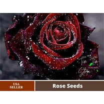 30 Rare Seeds-True Blood Rose Seeds Bush Red Black #1078-Authentic Seeds-Flowers-Rose seeds-Herb seeds-Vegetable-Mix Seeds for Plant- B3G1