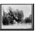 thumbnail image 2 of Historic Framed Print, Washington Elm, Cambridge, 17-7/8" x 21-7/8", 2 of 9