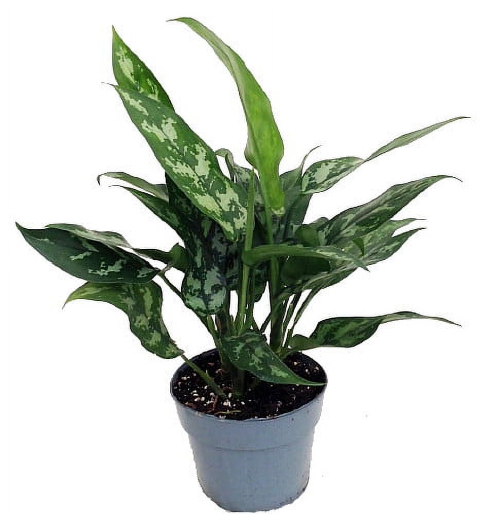 エクセルAglaonema Mulan エクセルAglaonema Mulan Aglaonema pictum multicolor 'HGWTZ