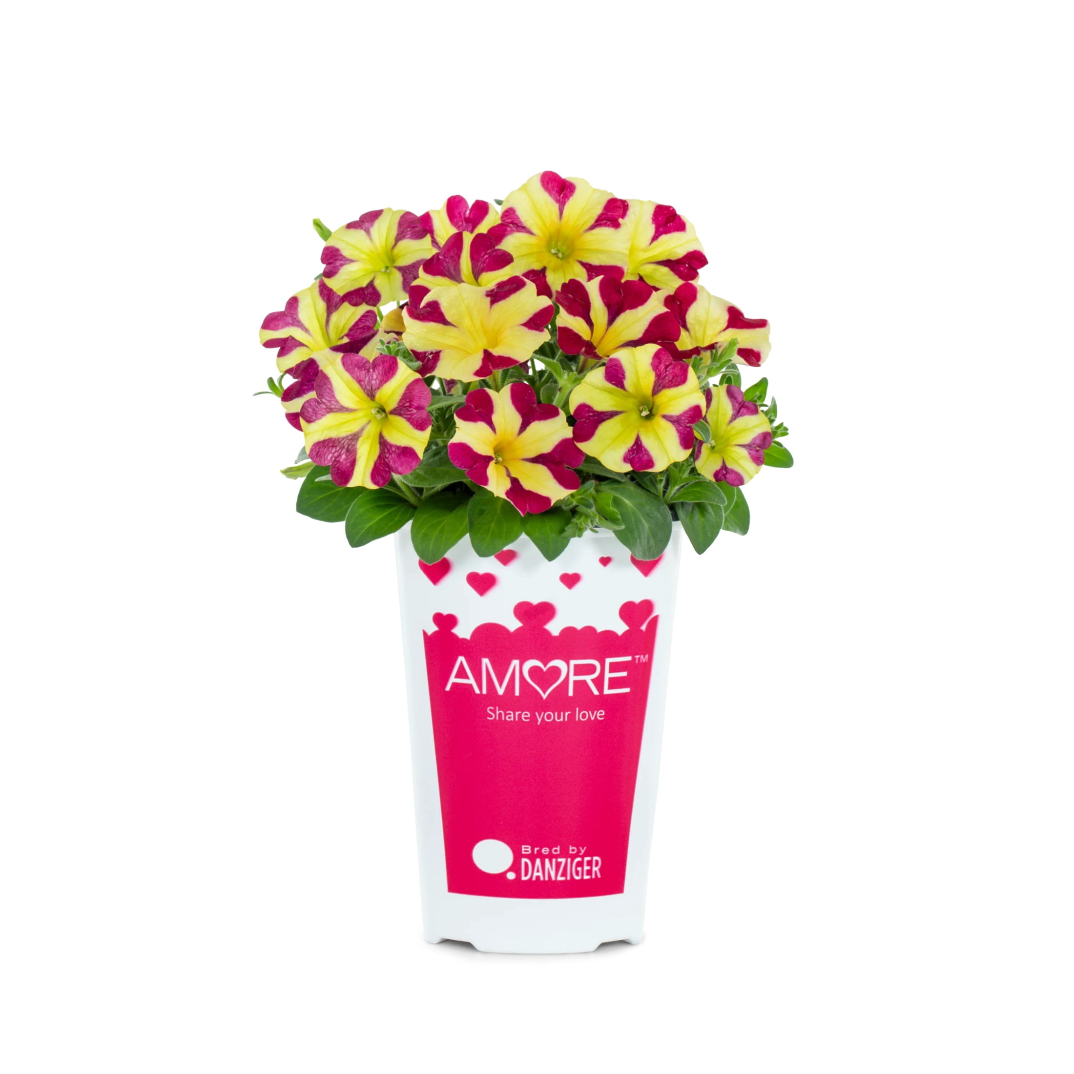 Amore 2QT Red Yellow Petunia Live Annual Plant Sun 3-Pack