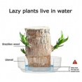 thumbnail image 5 of Lucky Brazilian Wood Stump Fast-growing Mini Tree Good Fortune Decoration Air Purifying Plant Desktop Ornament, 5 of 5