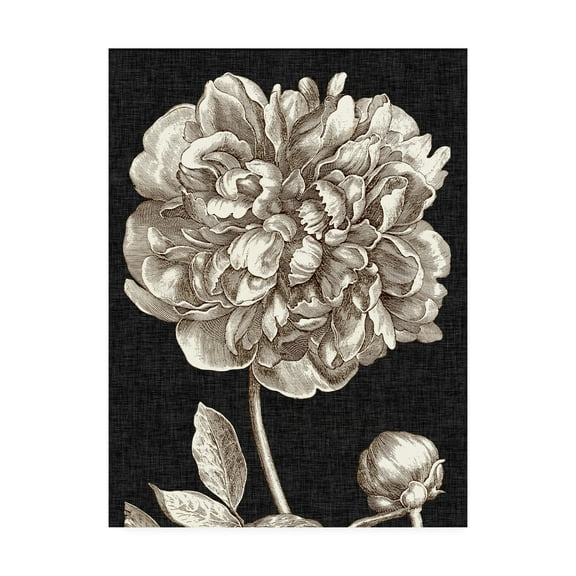 Trademark Fine Art 'Dramatic Peony I' Canvas Art by Vision Studio