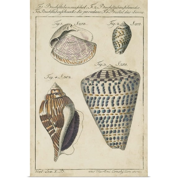 Great BIG Canvas | Rolled Friedrich H.W. Martini Poster Print entitled Vintage Shell Study II