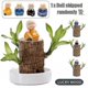 thumbnail image 1 of Direct from the base, Brazilian Lucky Bamboo Plant, Indoor Water Cultivated Desk, 1 of 5