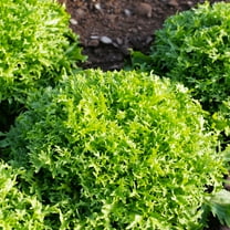 TomorrowSeeds - Tres Fine Endive Seeds - 1000 Count - For 2026 Planting Frisee Narrow Leaved Thin