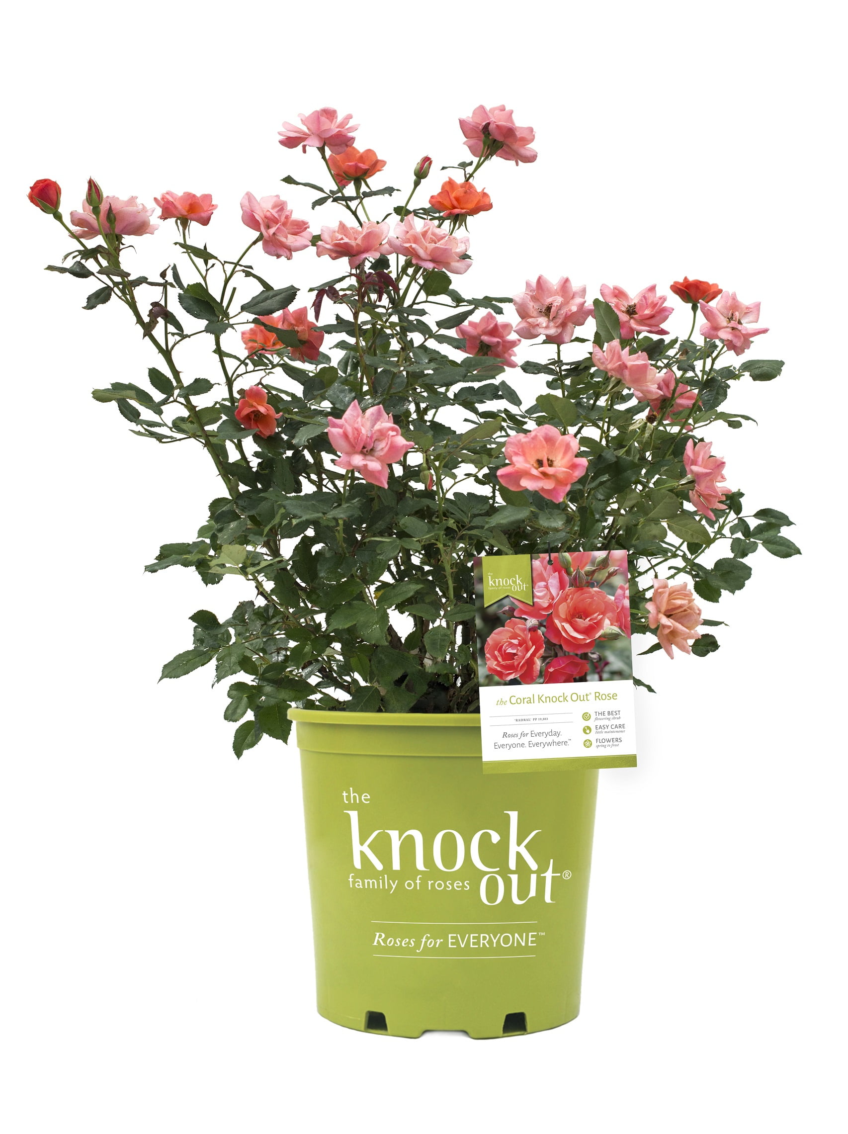 The Knock Out® Family of Roses 'The Coral Knock Out® Rose' Live Shrub in 1-Gallon Grower Pot