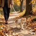 thumbnail image 4 of Rewenti Adjustable Dog Walking Set with Leash Breathable Mesh Reflective Print Hook and Loop Closure Alloy Hook for Small to Medium Dogs, 4 of 5