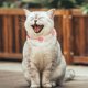 thumbnail image 3 of Universal Pets Collar antipulgas Collar ajustable repelente de insectos para gatos (Blanco) JShteea Libre de BPA, 3 of 8