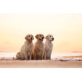 thumbnail image 2 of Eeckloo, Valerie 14x11 White Modern Wood Framed Museum Art Print Titled - Golden Hour, 2 of 4