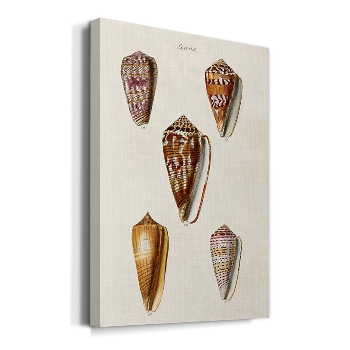 Cone Shell Collection VI Premium Gallery Wrapped Canvas - Ready to Hang
