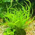 thumbnail image 4 of CCOCC Aquarium Plants,Unique Green Ball Shape Live Aquarium Plants,Simple to Care for Improves Water Quality Live Moss,Green,1.18In, 4 of 4