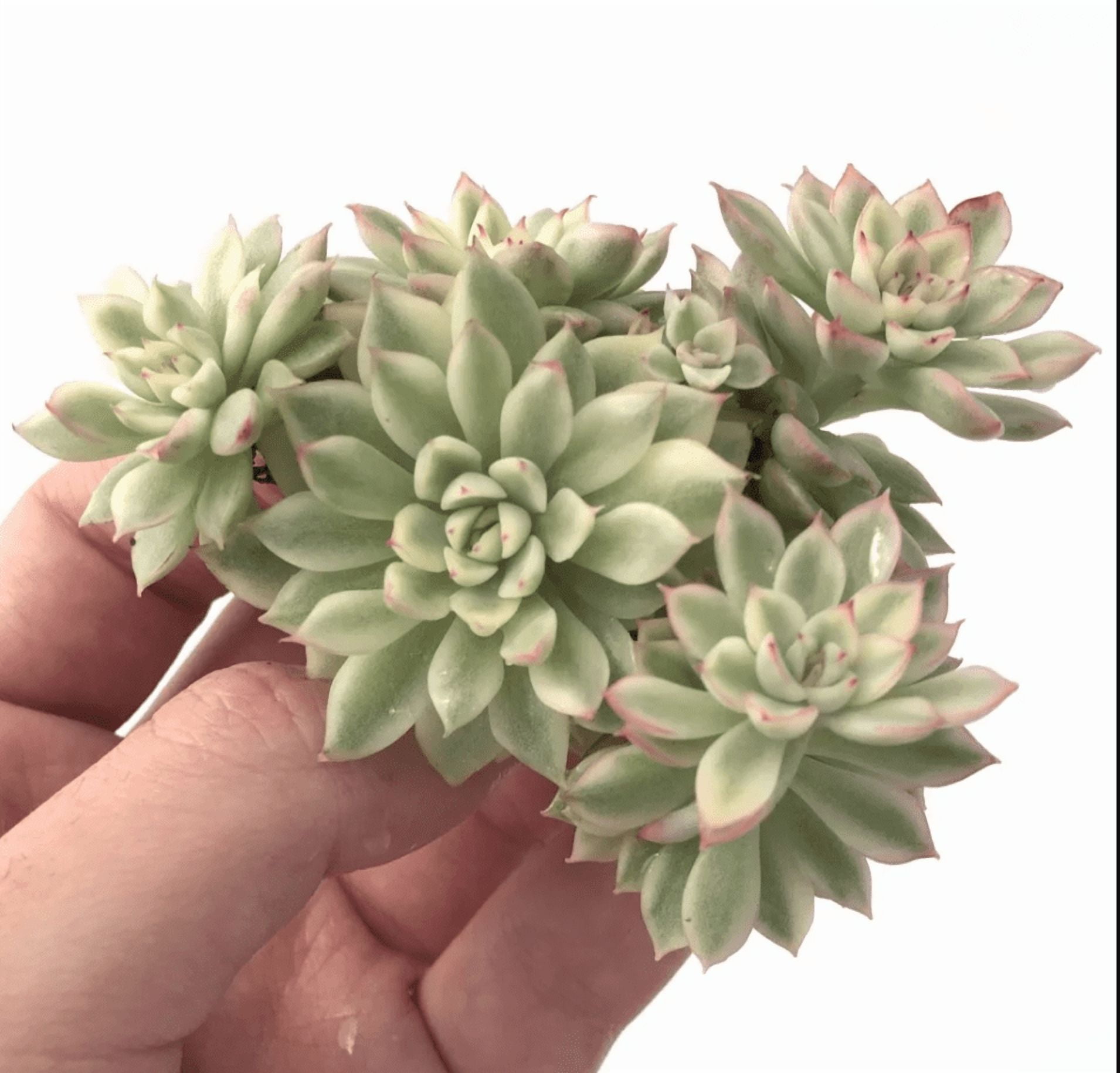Echeveria Mebina Variegated Succulent Live Plant 2 Inch for Indoor Outdoor Home Office Garden Decor