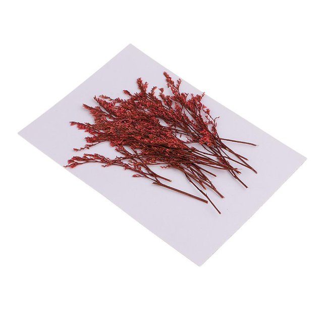 20 piezas de Limonio rojo teñido Flor seca real prensada para