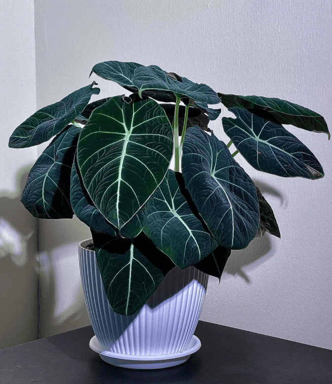 Alocasia Black Velvet Plant 4-6 Inch Tall, Velvet Dark Leaves, Rare Aesthetic Indoor Plant Decor