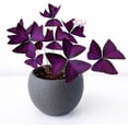 thumbnail image 4 of 50 Oxalis Triangularis Bulbs to Plant Purple Shamrock, 4 of 8