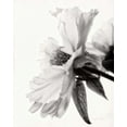 thumbnail image 2 of Van Swearingen, Debra 12x14 White Modern Wood Framed Museum Art Print Titled - Translucent Peony IVBW, 2 of 4