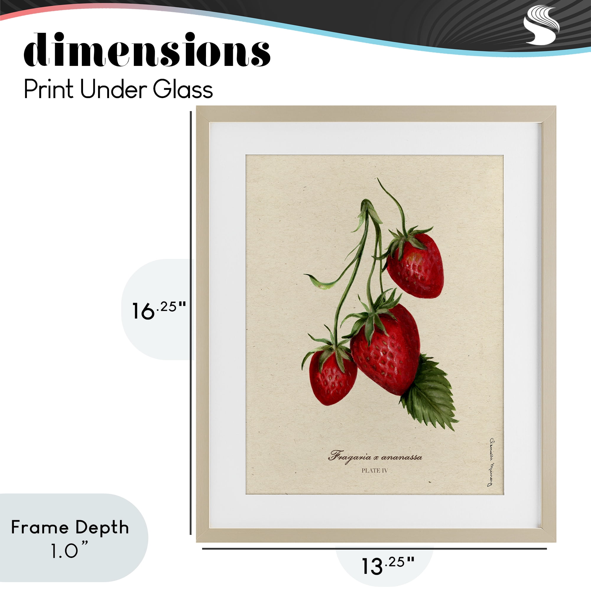 Stupell Industries Strawberry Fruit Portrait Birch Framed Print Under Glass, design by Danielle Murray