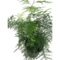 thumbnail image 2 of Fern Leaf Plumosus Asparagus Fern - 4" Pot- Live Plant, 2 of 3