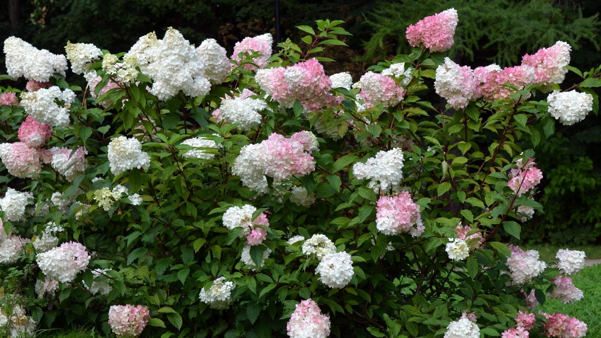 2G Hydrangea Berry White Live Shrub with Full Sun - 1 Piece