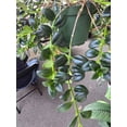thumbnail image 4 of 6 inch Pot - Goldfish Plant Green Bushy and big - Get similar to the picture!, 4 of 4