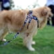 thumbnail image 4 of Arnés con estampado para perros, juego de correa y arnés para perros, ajustable, resistente, antitorsión, para caminar, correr y entrenar, 4 of 8