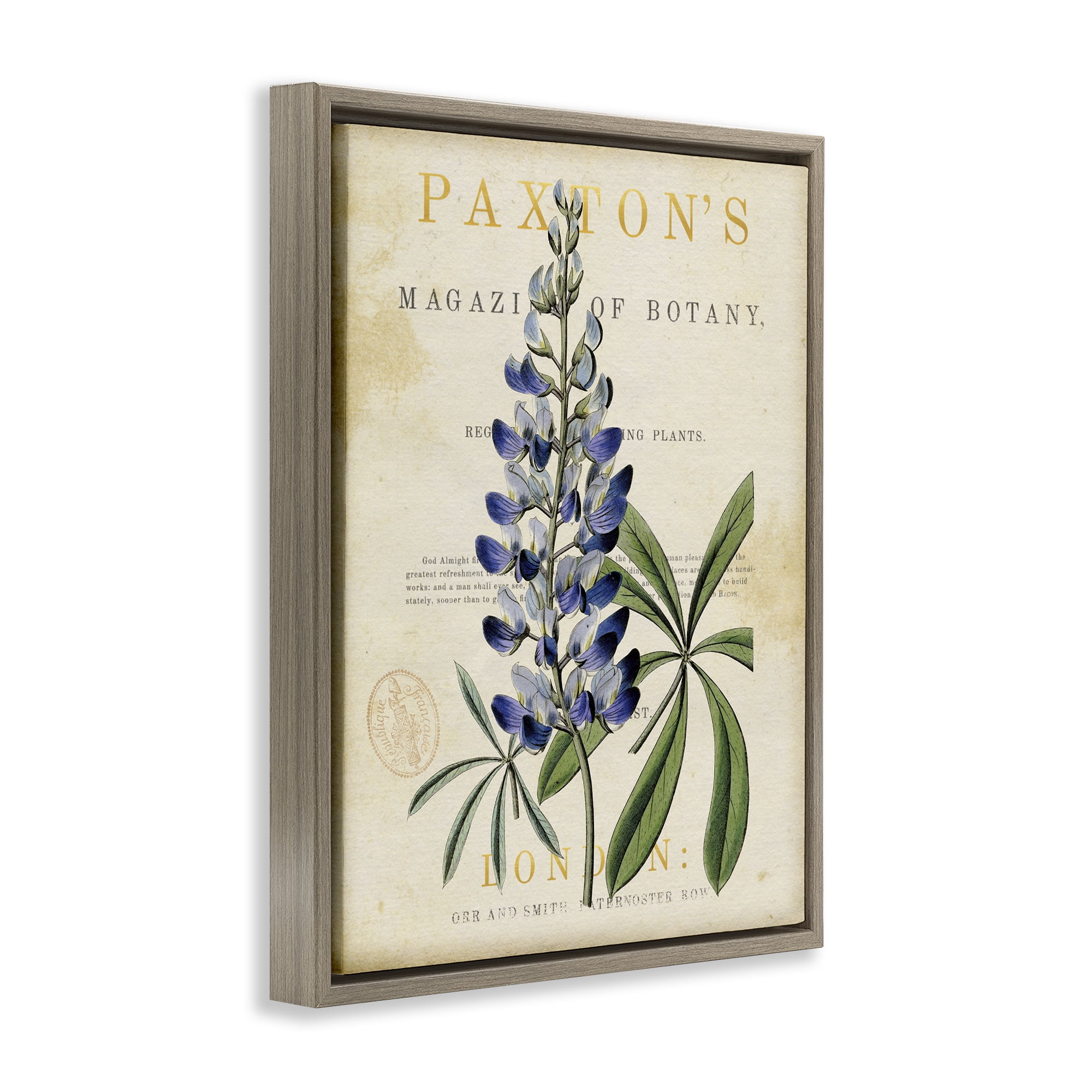 Stupell Industries Natural Botany Lupine Brown Framed Floater Canvas Wall Art, design by Susan Arnot