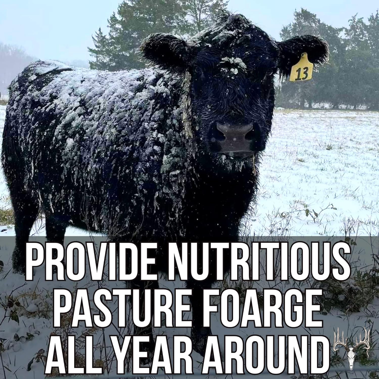 Crooked Bend Memas Moo Mix, 50LB Bulk, Farm Pasture Seed Blend for Horse, Cattle, Pig, Goat, Chicken, Duck, Sheep & Livestock, Grow Alfalfa & Perennial Grasses Fields, Graze & Cold Tolerant