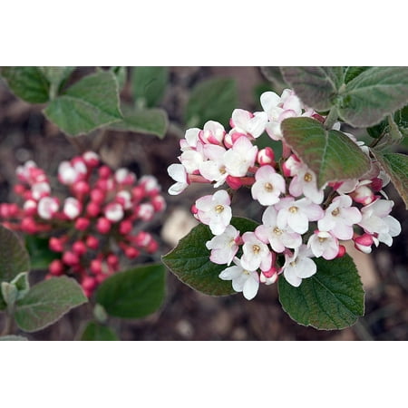 Korean Spice Viburnum carlesii - World's Most Beautiful/Fragrant Shrub - 4