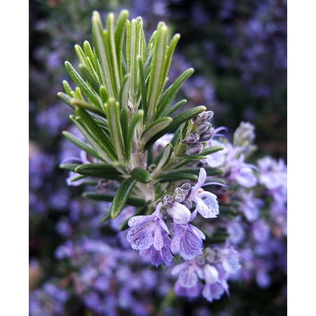 Rosemary Plant - Great Herb Plant for Indoors or Out - 4" pot