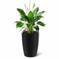 thumbnail image 1 of Set of 4 Tall 16 Inch Self-Watering Flower Pots – Large Black Planters with Drainage & Water Level Gauge – Ideal for Outdoor and Indoor Plants – Perfect for Patio, Porch, Living Room, or Office, 1 of 8