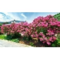 thumbnail image 7 of Oleander Calypso  2 Extra Large 3 Gallon Plants  Nerium Oleander  Hardy Perennial  Vibrant Pink Blooms, 7 of 7