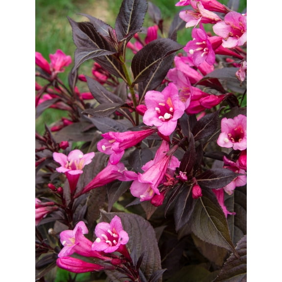 Jumbo Pint Stunner Weigela Live Shrub, Vivid Pink Flowers