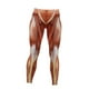 thumbnail image 1 of Women's High Waisted Leggings Anatomical Muscle Leggings Muscle Printed Fitness Pants Leggings for Girls Pilates Spring Women, 1 of 5