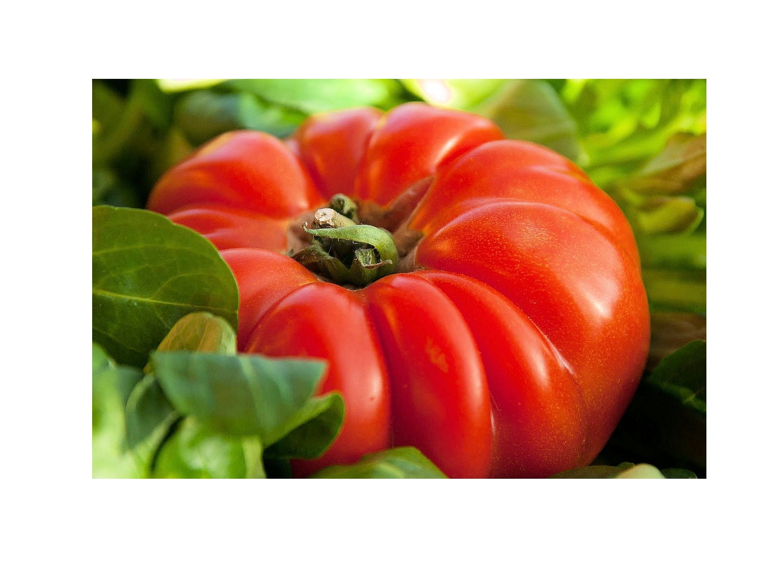 SEEDS = = = Red Brandywine Tomato 10 Seeds Well Formed Juicy Flavor