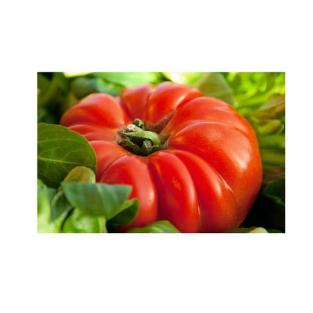 Red Brandywine Tomato 25 Seeds -Well Formed- Juicy Flavor -Slicing Tomato -large delicious fruit- - rich