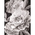 thumbnail image 2 of Great Art Now Black and White Peonies by Heidi Kuntz, Framed Wall Art, 20.5W x 24.5H, 2 of 2