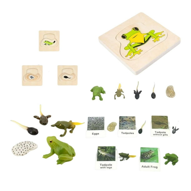 Frog sales zeus cycle