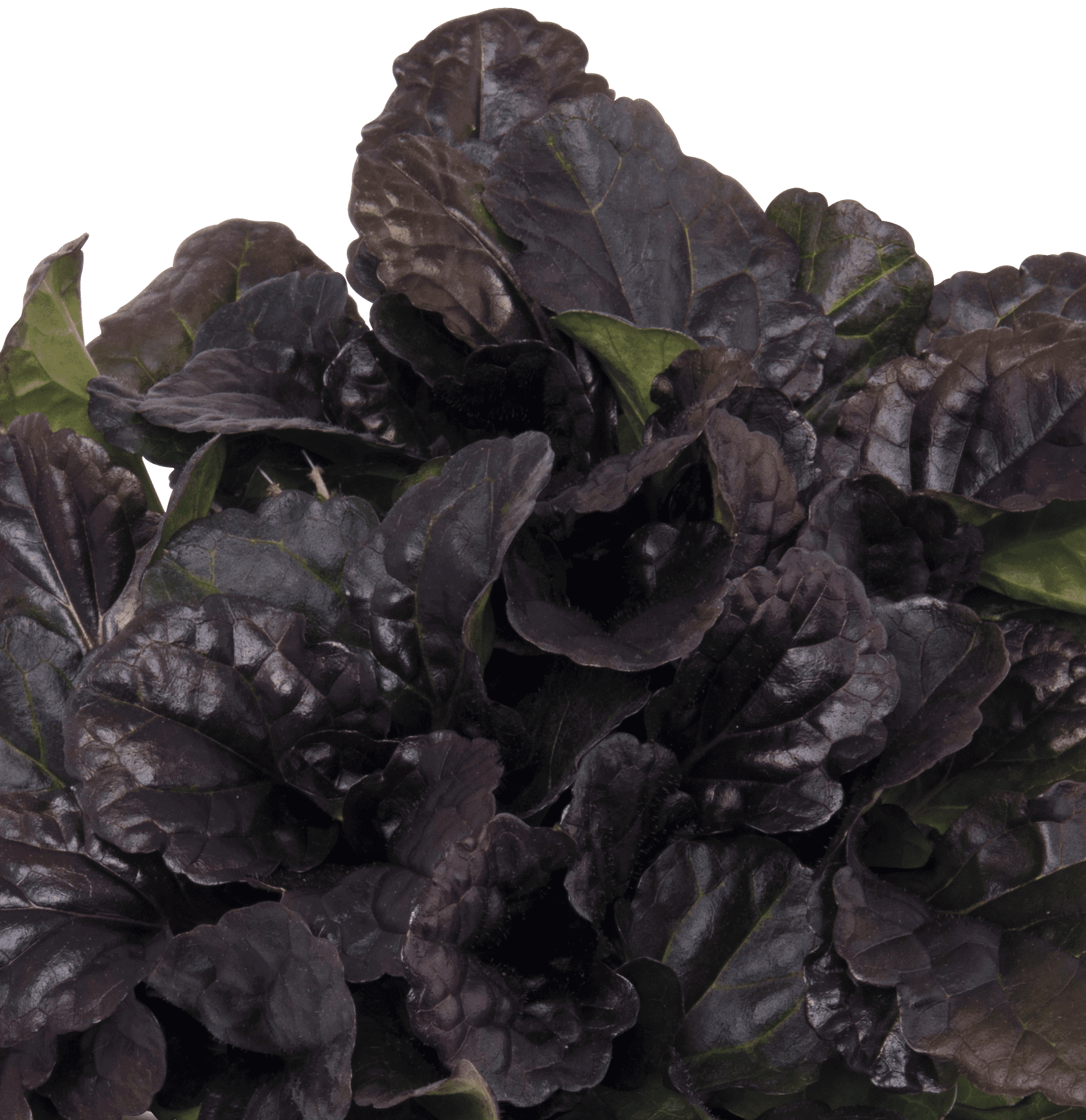 Expert Gardener Outdoor Live Plant Ajuga Bugleweed Purple 2.5QT, Part Shade