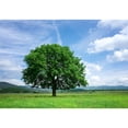 thumbnail image 2 of wall26 - Tree on Green Field - Removable Wall Mural | Self-Adhesive Large Wallpaper - 100x144 inches, 2 of 6