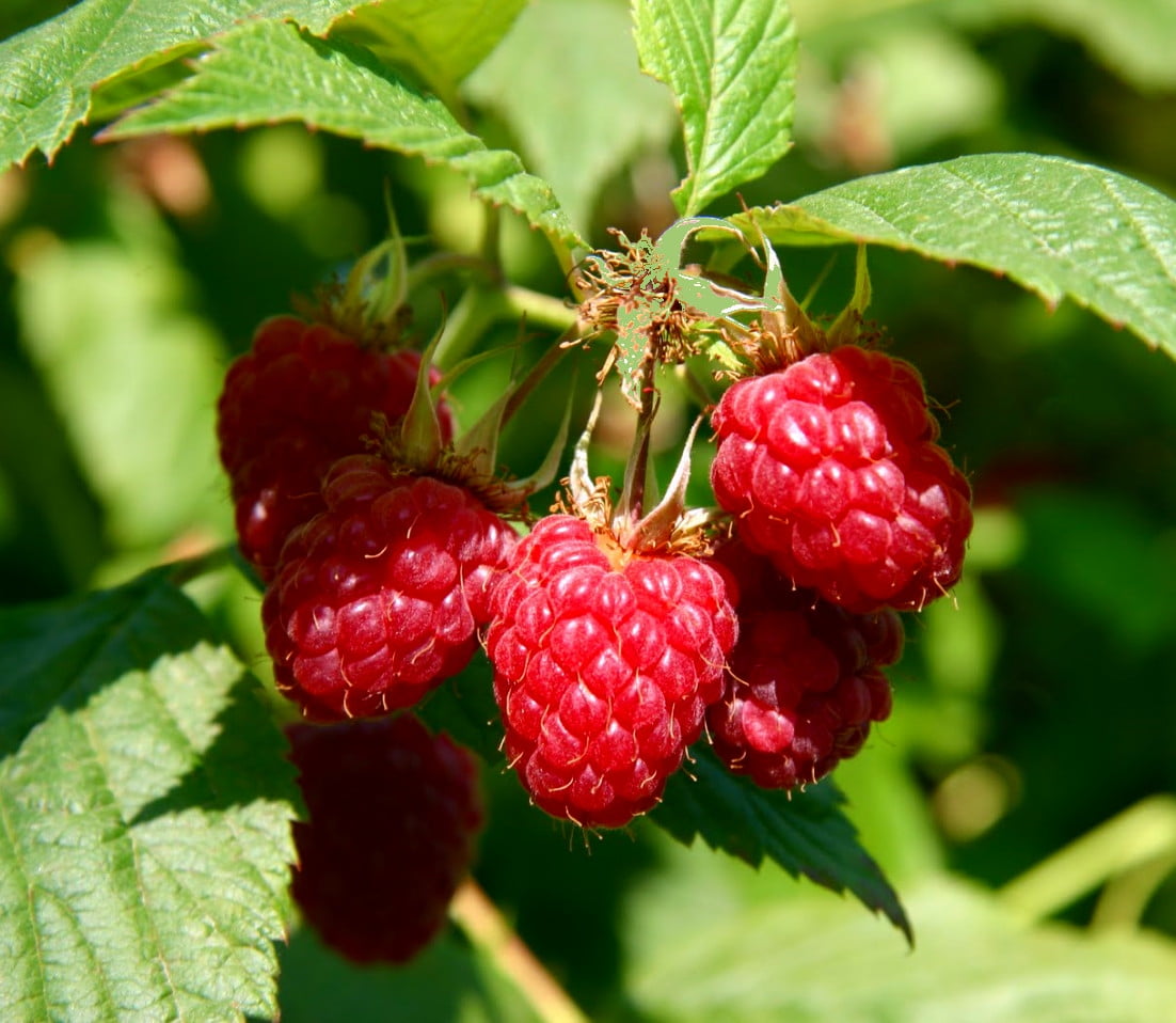 Willamette Red Raspberry Plant 2.5&quot; Pot