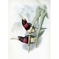 thumbnail image 2 of Glover, John 18x24 White Modern Wood Framed Museum Art Print Titled - Duchess of Leuchtenbergs Aracari - Toucan, 2 of 4