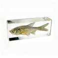 thumbnail image 1 of ED SPELDY EAST FH303 Paperweight  Fish  Large  Bighead Carp, 1 of 1