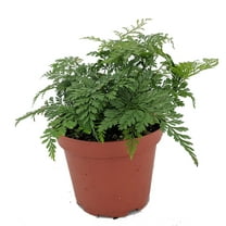 Rare Black Rabbit's Foot Fern - 3.7" Pot - Davallia trichomanoides