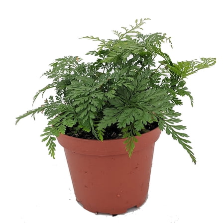 Rare Black Rabbit's Foot Fern - 3.7" Pot - Davallia trichomanoides