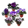 thumbnail image 3 of 8-Pack of 4” Pot African Violets, Saintpaulia ionantha, from 12 Available Colors, Colors May Vary but All Different, African Violet Live Plant, African violet plants, Plant Gifts, Holiday Gifts, 3 of 7