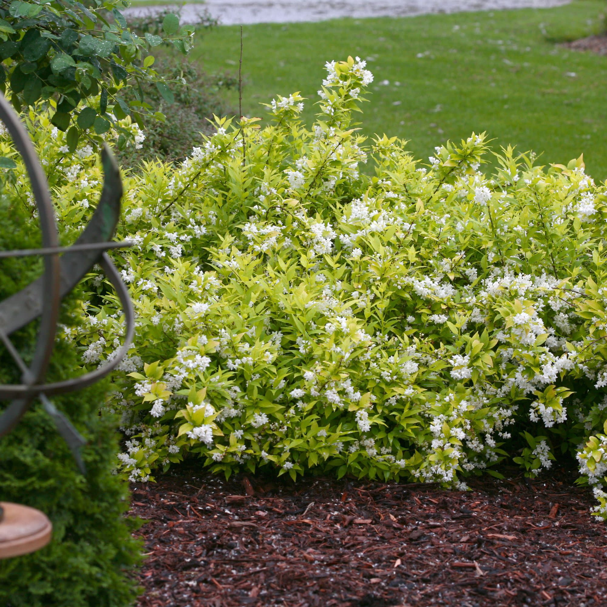 Proven Winners ColorChoice 5" White Chardonnay Pearls Deutzia Live Plant in 4.5" Pot (4 Count)