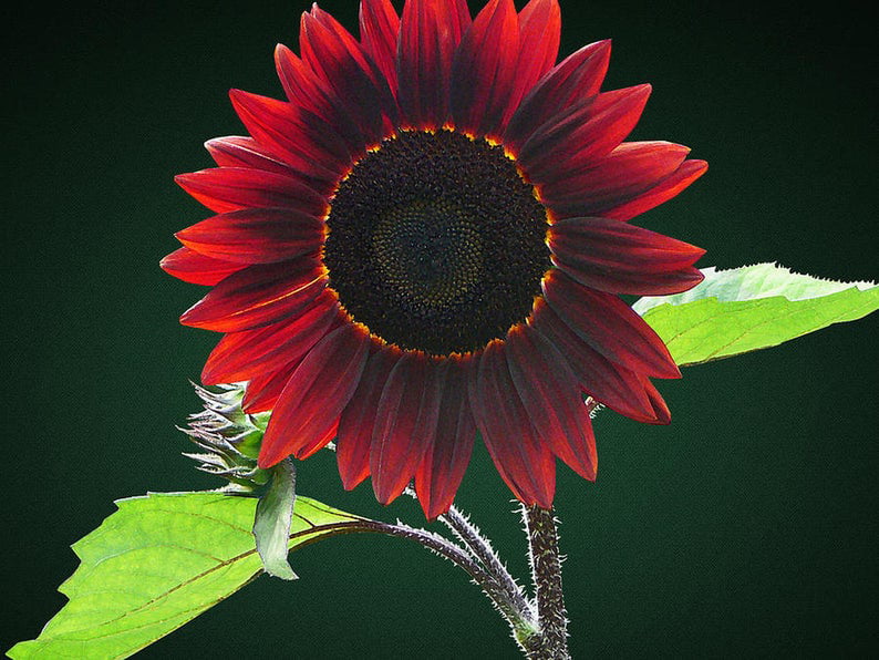 15 Chocolate Cherry Sunflower Seeds Many Heliantus Ornamental Garden Flower Sun 