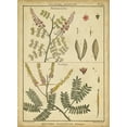 thumbnail image 2 of Diderot, Denis 19x24 White Modern Wood Framed Museum Art Print Titled - Diderot Antique Ferns II, 2 of 4